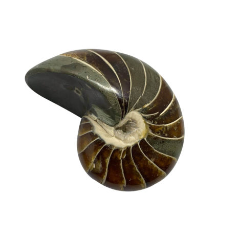 ammonite fossil 111