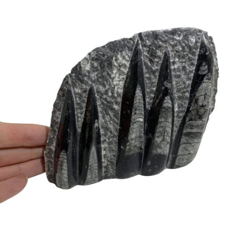 Orthoceras Fossil Free Standing