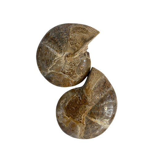 Ammonite Split Pair